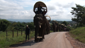 rsz_photo_elephantcar